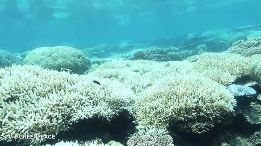 Australia pide ideas para salvar la Gran Barrera de Coral