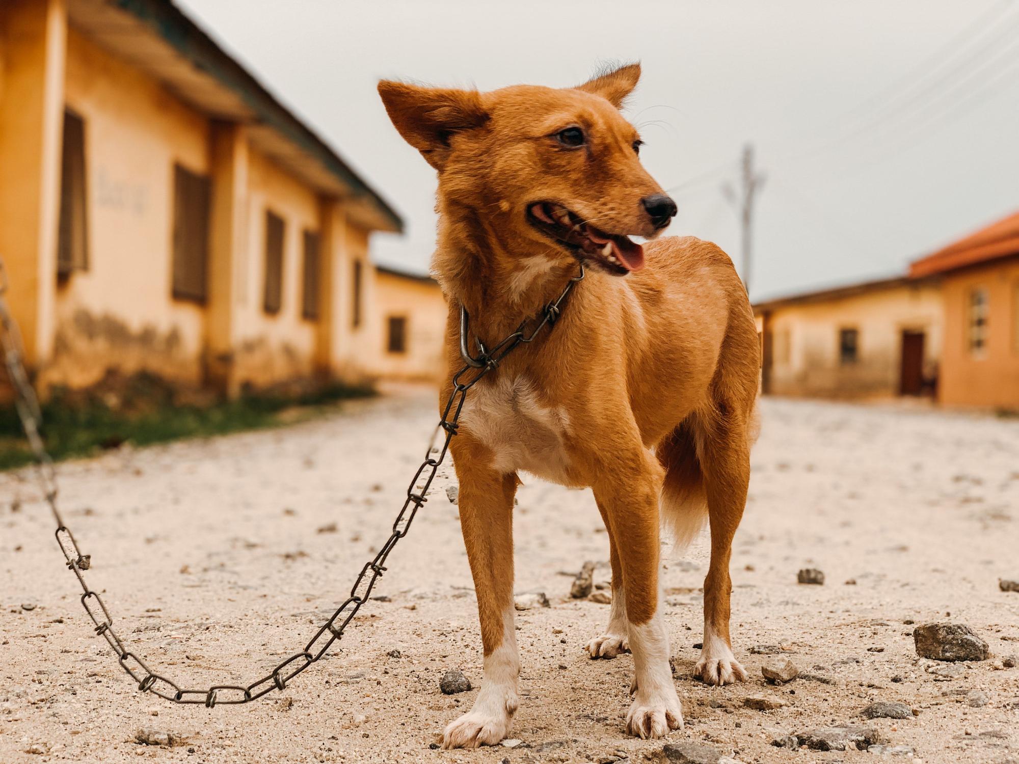 Los perros basenji tienen un marcado carácter cazador.