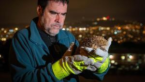 Fauna diversa en parques y jardines: Els tres pins del montjuïc. Erizo Europeo.