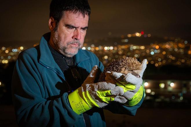 Fauna diversa en parques y jardines: Els tres pins del montjuïc. Erizo Europeo.