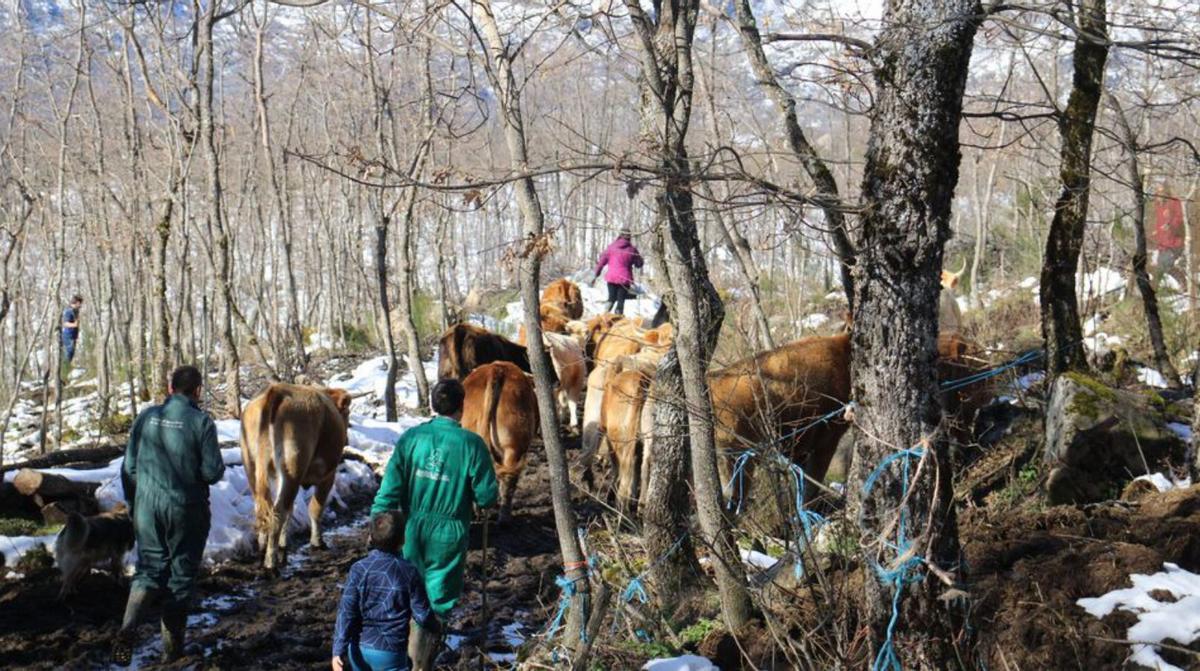 El lobo da &quot;jaque mate&quot; a una ganadería del parque natural del Lago de Sanabria