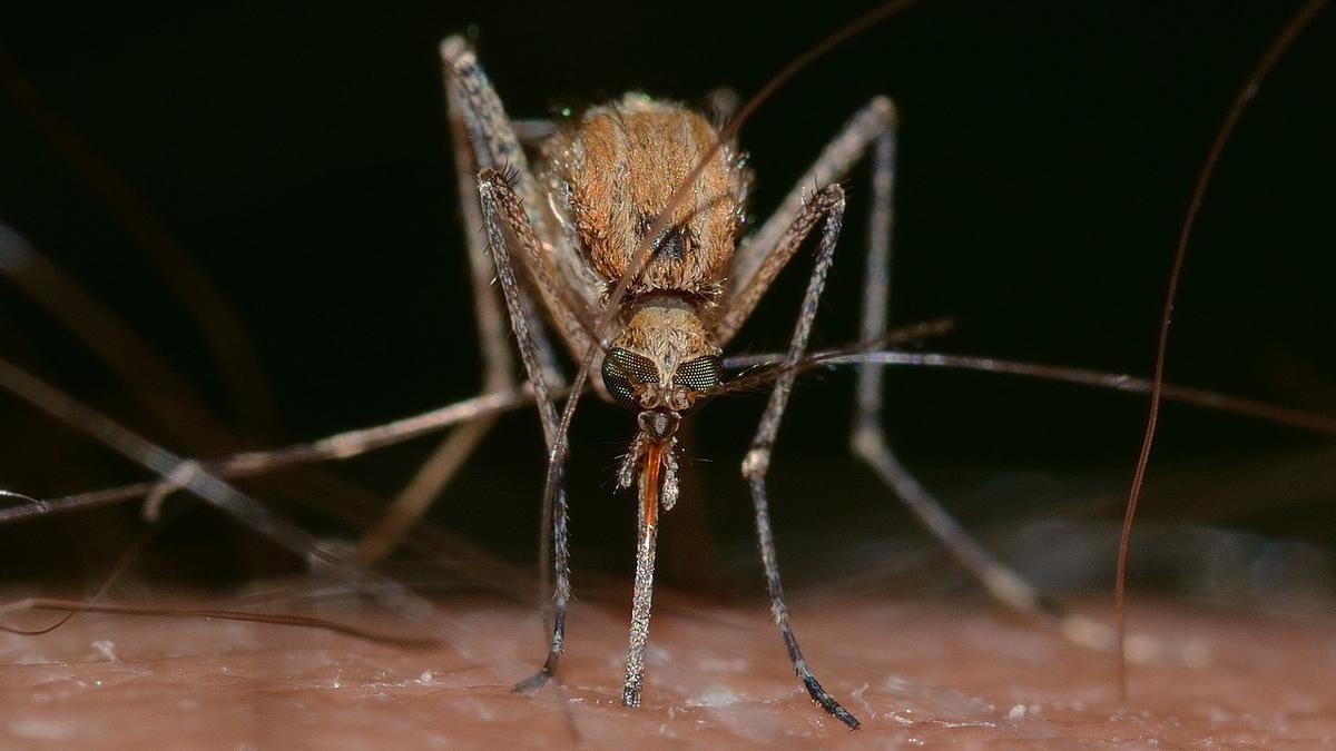 Un mosquito se dispone a picar a una persona