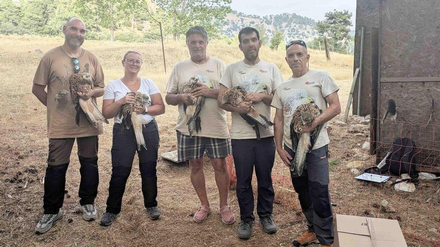 A Serra de Cazorla recupera o milhafre-real: já foram reintroduzidas 230 nos últimos cinco anos