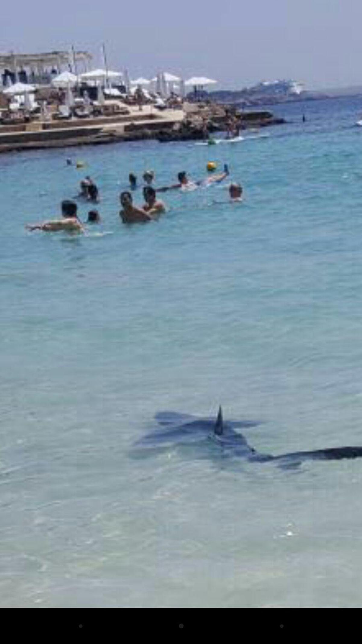 La tintorera ha dado un buen susto a los bañistas.