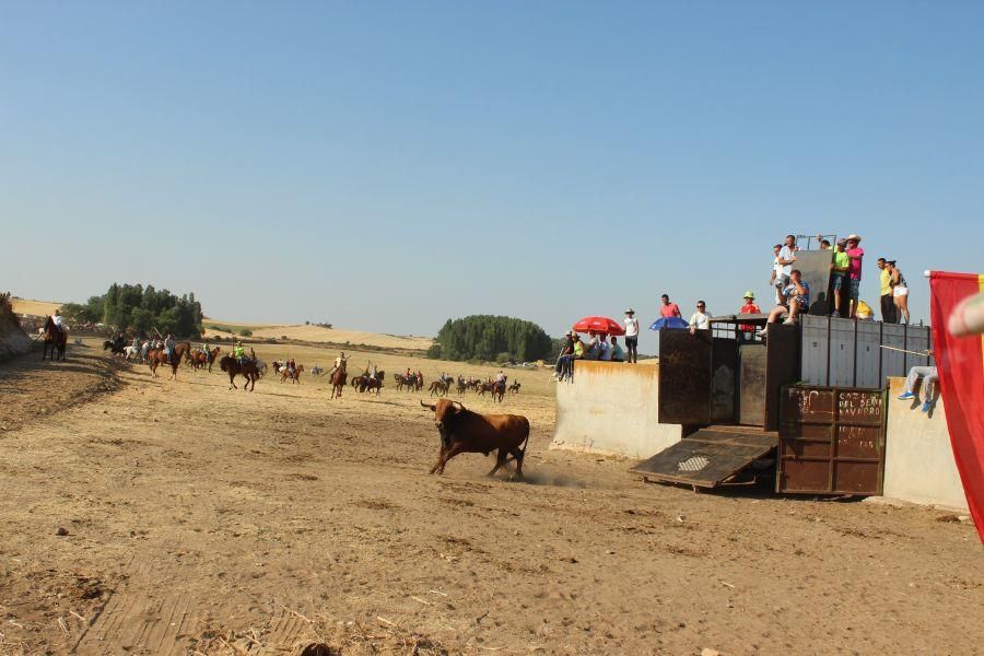 Fiestas en Zamora: Encierro en Argujillo