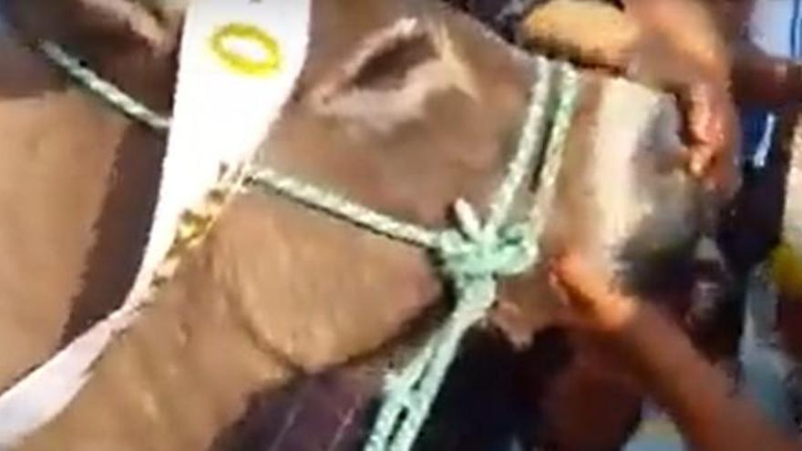 Una mujer obliga a su burro a beber cerveza por la nariz