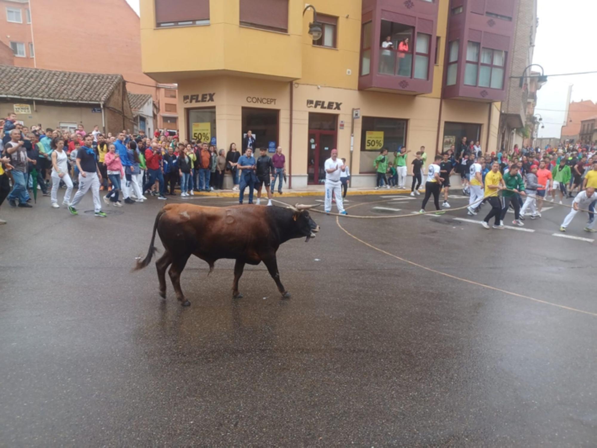 Fiestas del Toro en Benavente: El torito Berrón completa el recorrido en 26 minutos