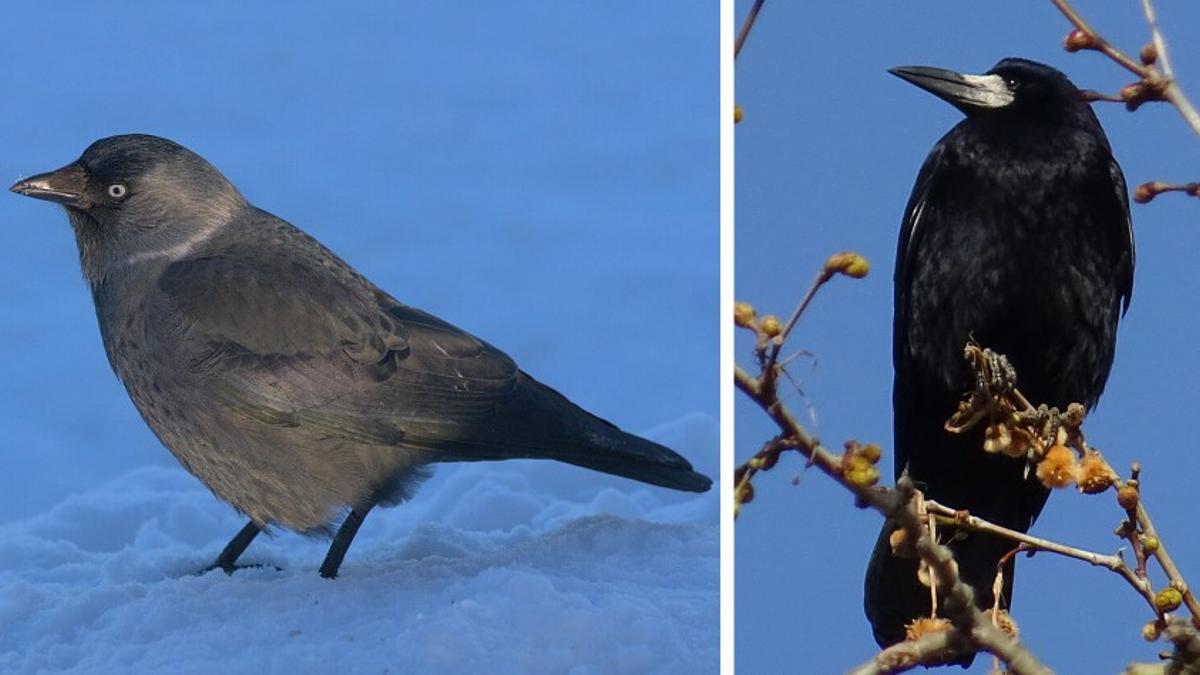 Gralla ‘Coloeus monedula’ (esquerra) i Graula ‘Corvus frugilegus’ (dreta)