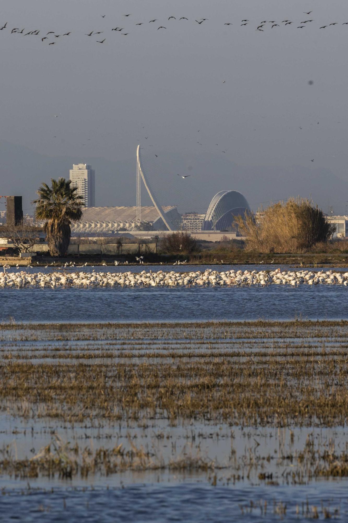 Flamencos, "moritos" y otras aves hibernan en l'Albufera