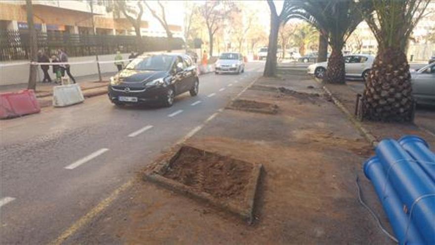 Retiran acacias de Virgen de Guadalupe en Cáceres ante la próxima reforma de la avenida