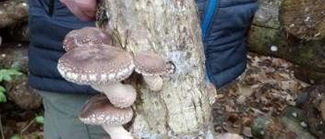 Detalle de las setas shiitake