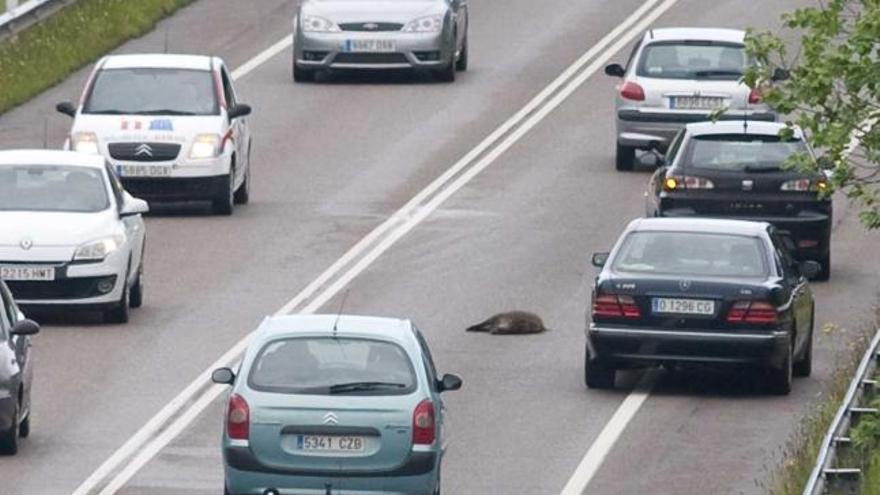 Un jabalí arrollado en mitad de una carretera asturiana.