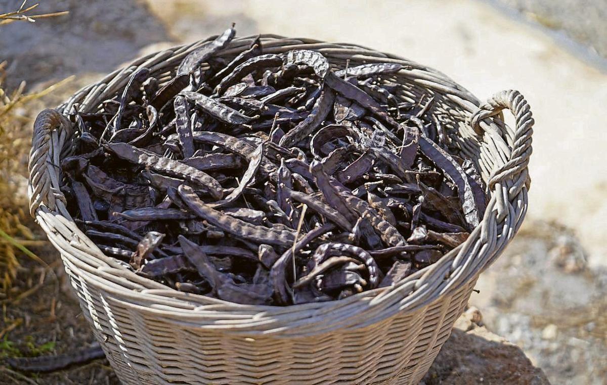 Olive oil with PGI status | MARCELO SASTRE