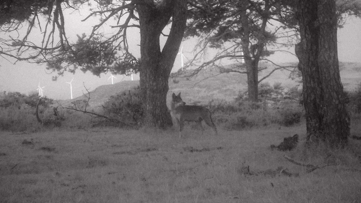 El lobo, el bosque y los generadores eólicos.