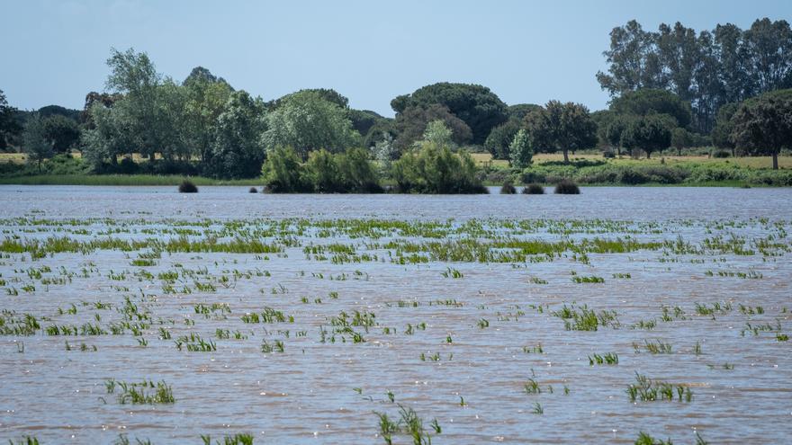 Reparto de fondos en Doñana: Almonte alza la voz &quot;por el dinero que les pertenece&quot;