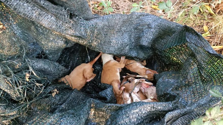 Abandonan y maltratan a una camada de podencos en Xàtiva