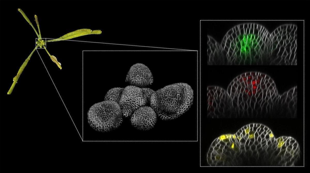 Imagen de una inflorescencia (izquierda), del meristemo en 3D (centro)