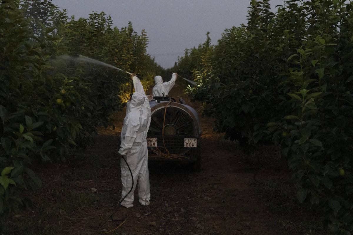 Fumigación nocturna en un campo de caquis de Benimodo.