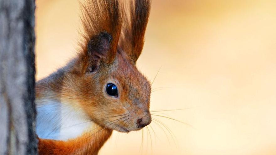 El Zoo del Pirineu difón consells per protegir els animals durant la Setmana Santa