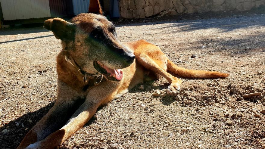 Fallece Max, el perro policía jubilado en Bellver, a los quince años de edad