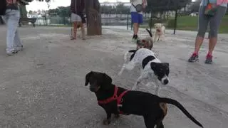 El parque canino de Huelin cierra tres semanas: la reforma llega tras más de dos años de reclamaciones en Málaga