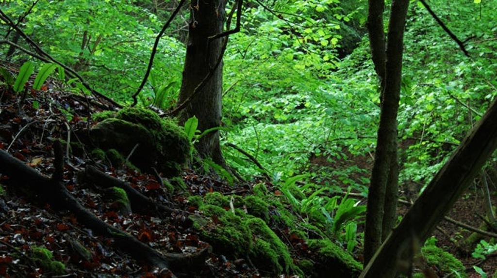 Puzzlewood, Bosque de Dean, Reino Unido