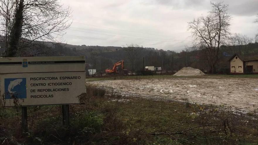 La nueva ubicación de la Feria ganadera de Santa Teresa, junto a la piscifactoría de Infiesto.