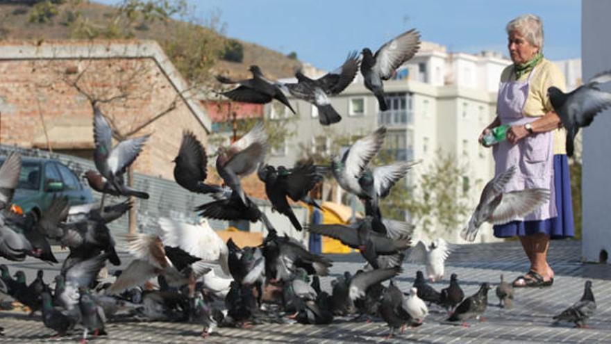 Pepa fue multada con 167 euros por dar de comer a las palomas.