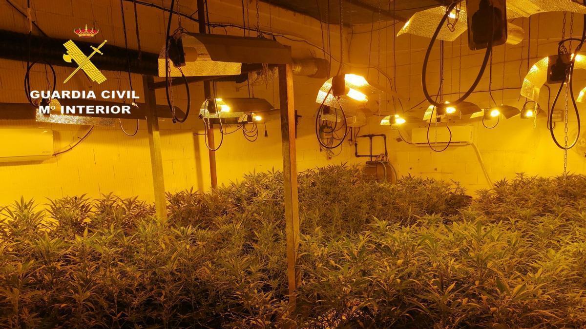 VÍDEO | La Guardia Civil detiene a dos personas e incauta 636 plantas de marihuana en una plantación indoor en Lora del Río