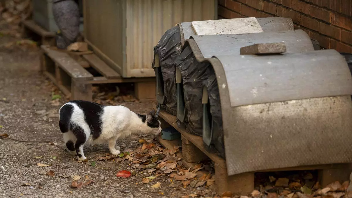Universigats: los gatos universitarios de la UB que cuida un grupo de voluntarios