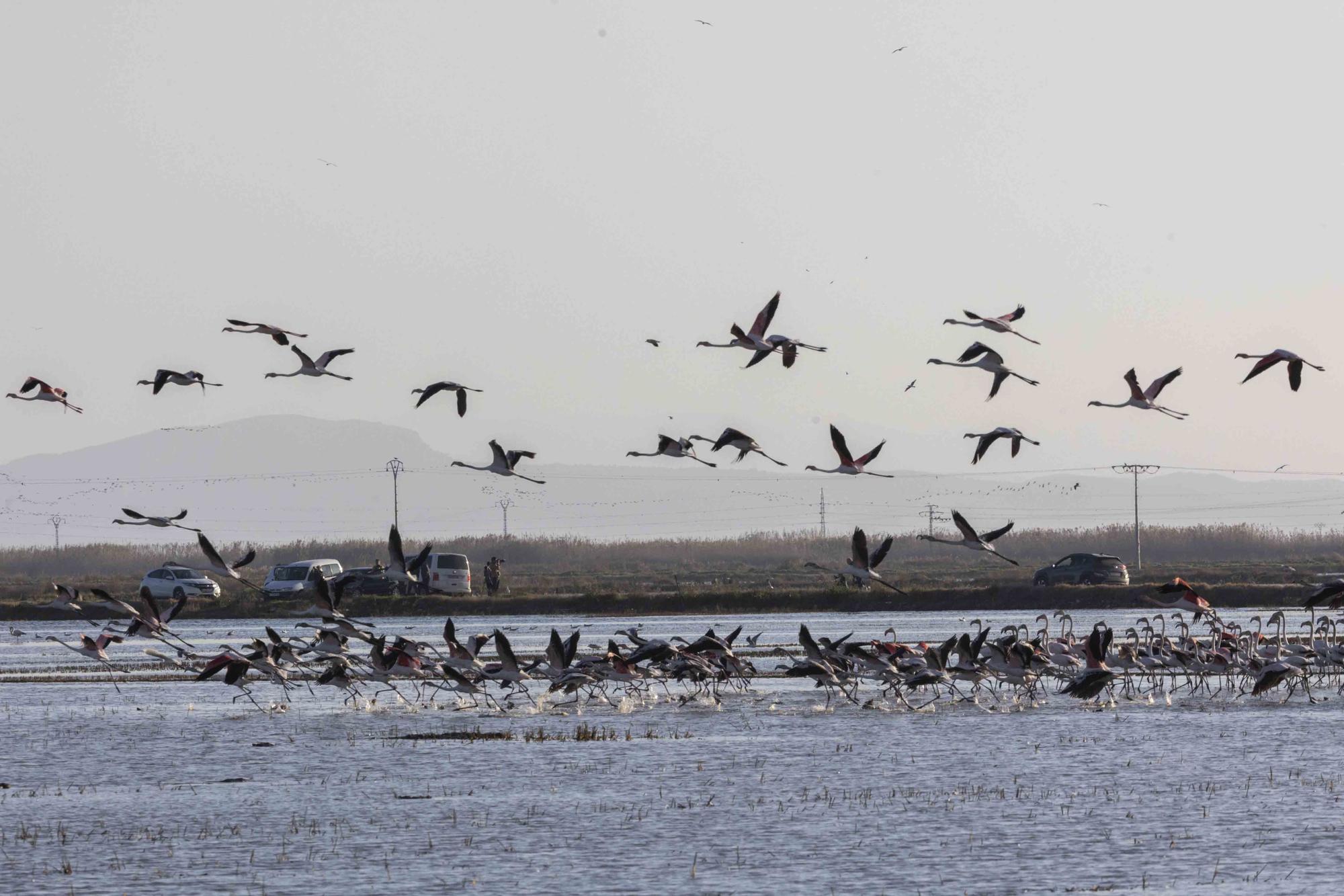 Flamencos, "moritos" y otras aves hibernan en l'Albufera