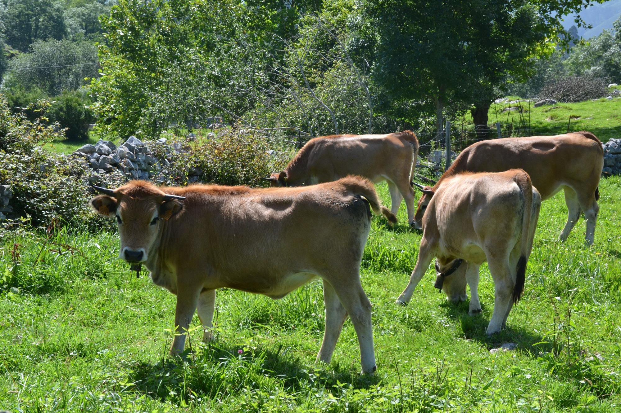 De ruta por Porrúa: siete kilómetros de  postal de la Asturias rural