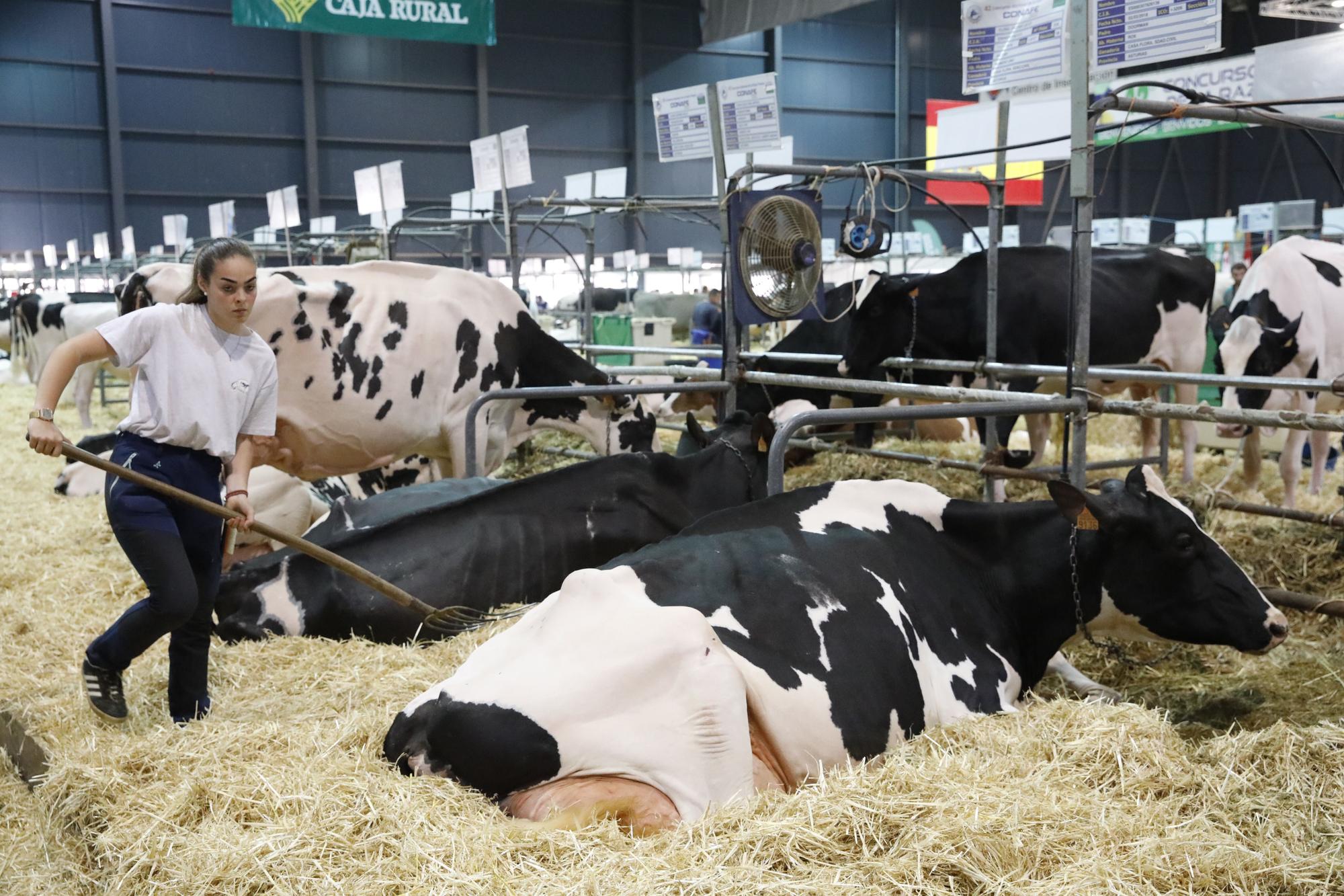 EN IMÁGENES: Gijón acoge una nueva edición de Agropec