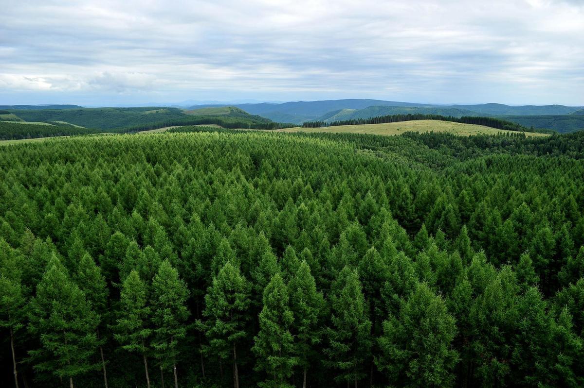 Bosque plantado en las últimas décadas en un área desértica de China