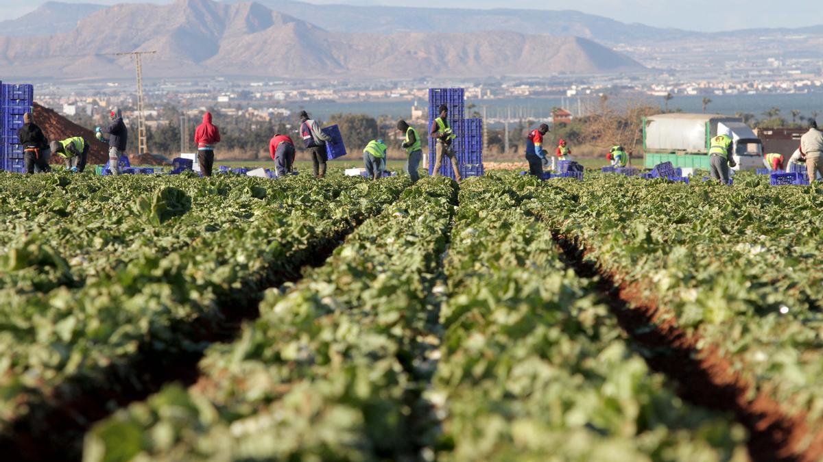 Trabajadores en una finca del Campo de Cartagena.