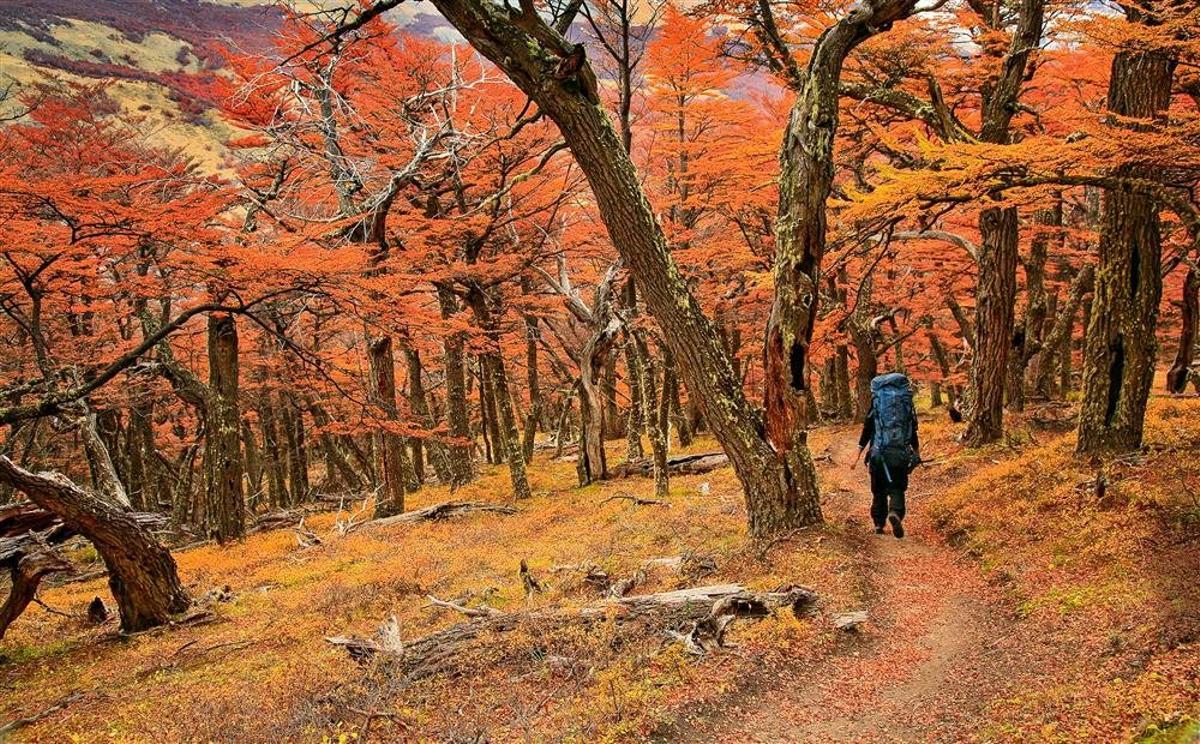 Bosque en el parque nacional de los glaciares, en Argentina.