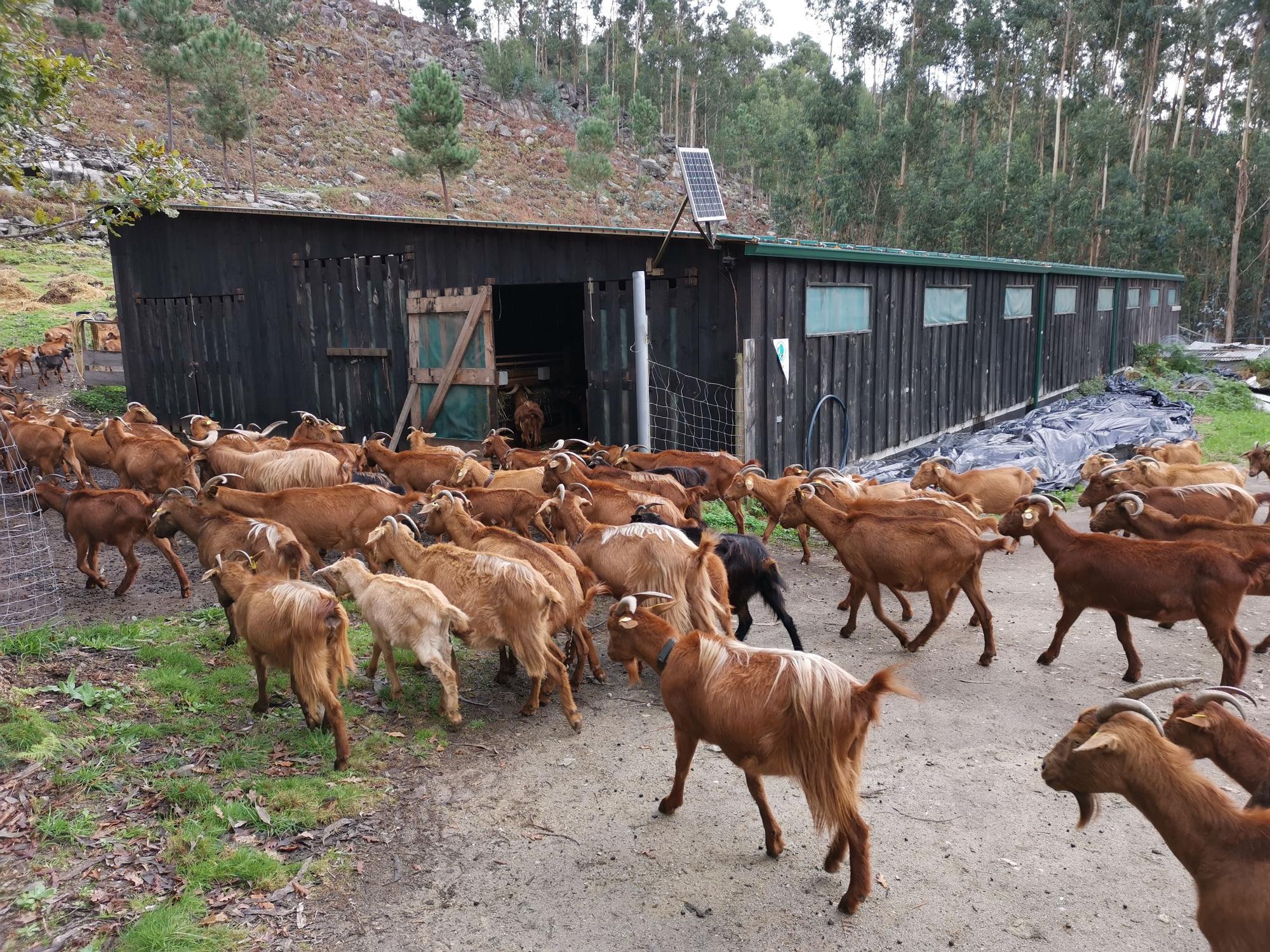 El lobo vuelve a O Morrazo y mata cabras en Meira