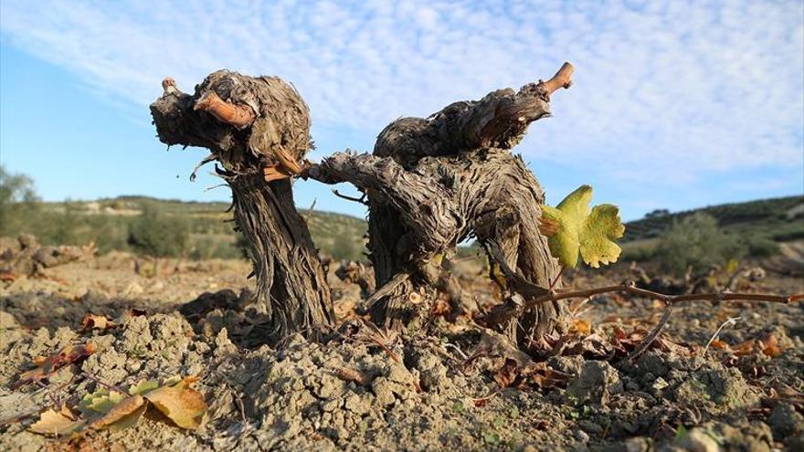 Un estudio vincula la pérdida del viñedo con el cambio climático