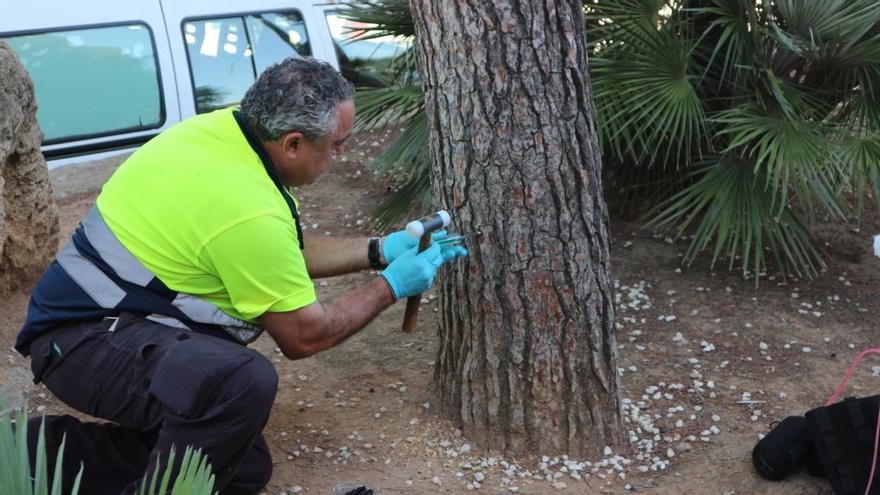 Un operario inyecta el líquido biocida directamente en el tronco del árbol.