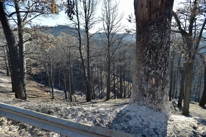 20-08-2019 VALLESECO. Zonas quemadas por el incendio, Barranco de Los Pajaritos. Fotógrafo: ANDRES CRUZ  | 20/08/2019 | Fotógrafo: Andrés Cruz