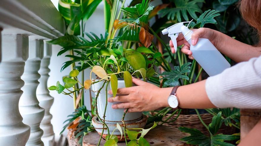 La planta de balcón que deja un refrescante olor a menta sin cuidarla apenas