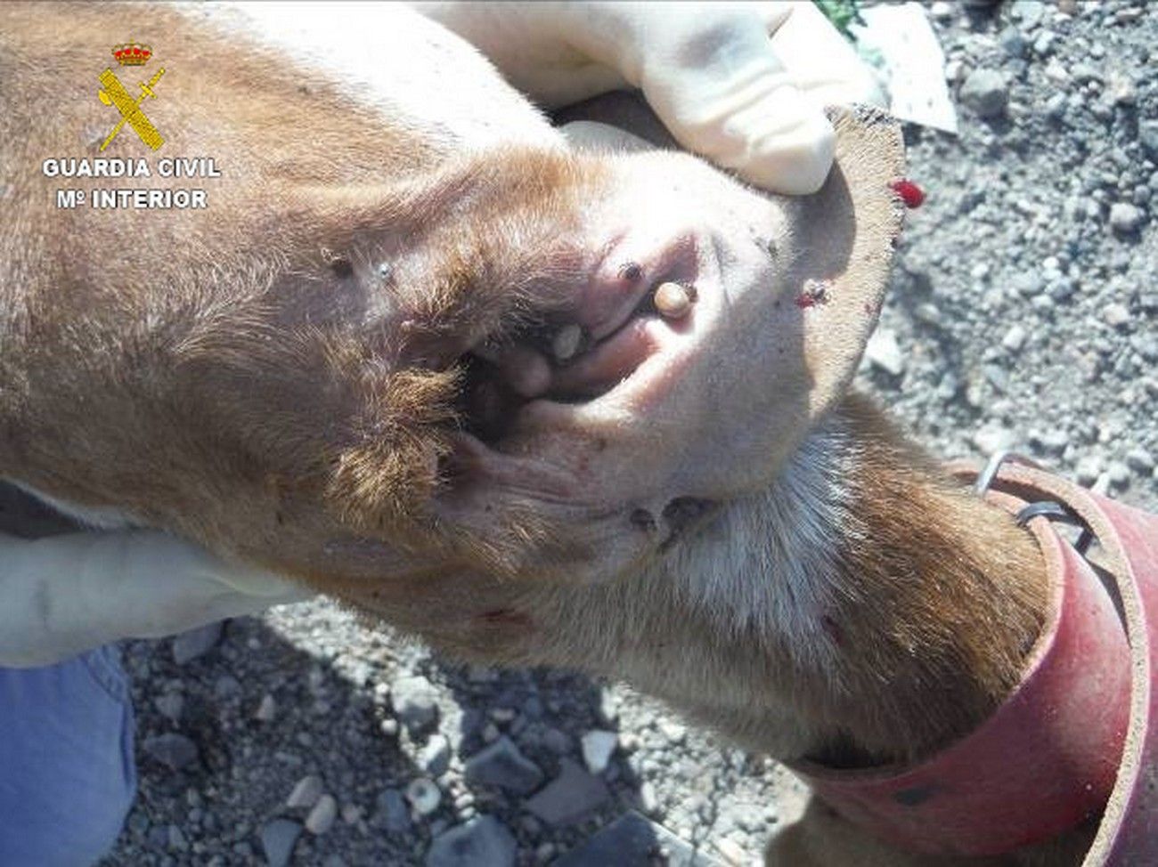 La Guardia Civil esclareció un delito de maltrato animal en Fuerteventura