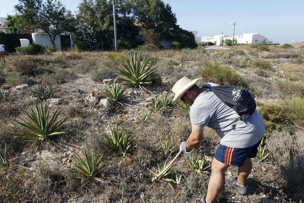 Limpieza de plantas invasoras en la Devesa del Saler