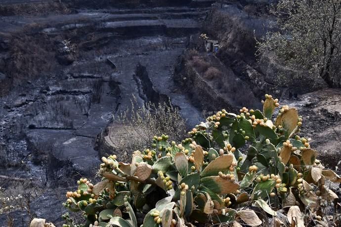 23/08/2019 RISCO CAÍDO. ARTENARA. Paisaje por el camino que lleva a Las cuevas de Risco Caído después del incendio.   Fotógrafa: YAIZA SOCORRO.  | 23/08/2019 | Fotógrafo: Yaiza Socorro