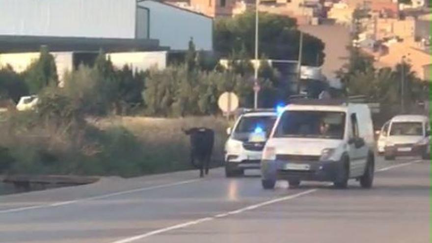 Así esquiva la vaquilla fugada de Almenara los intentos por capturarla