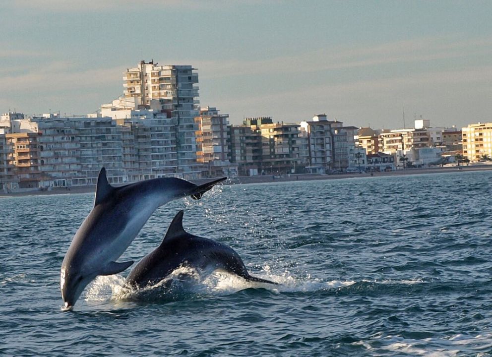 Las espectaculares imágenes de delfines frente a El Perelló