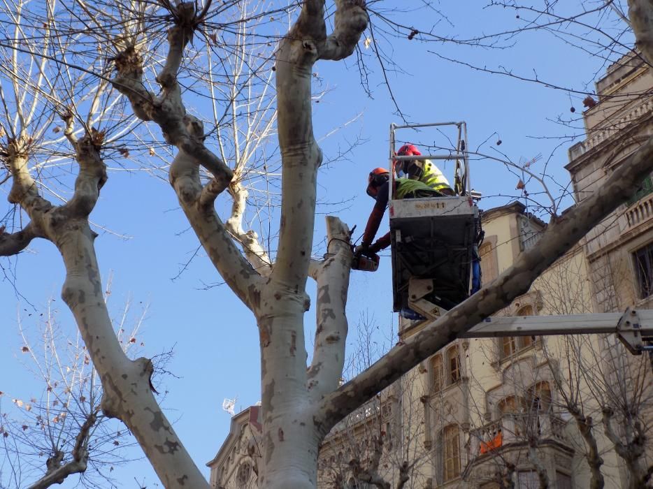 L'Ajuntament canvia 10 plàtans del Passeig