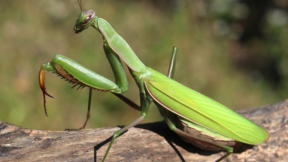 Llega la época de cría de la mantis religosa: todos sus secretos