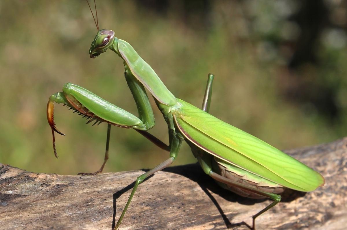 Llega la época de cría de la mantis religosa: todos sus secretos