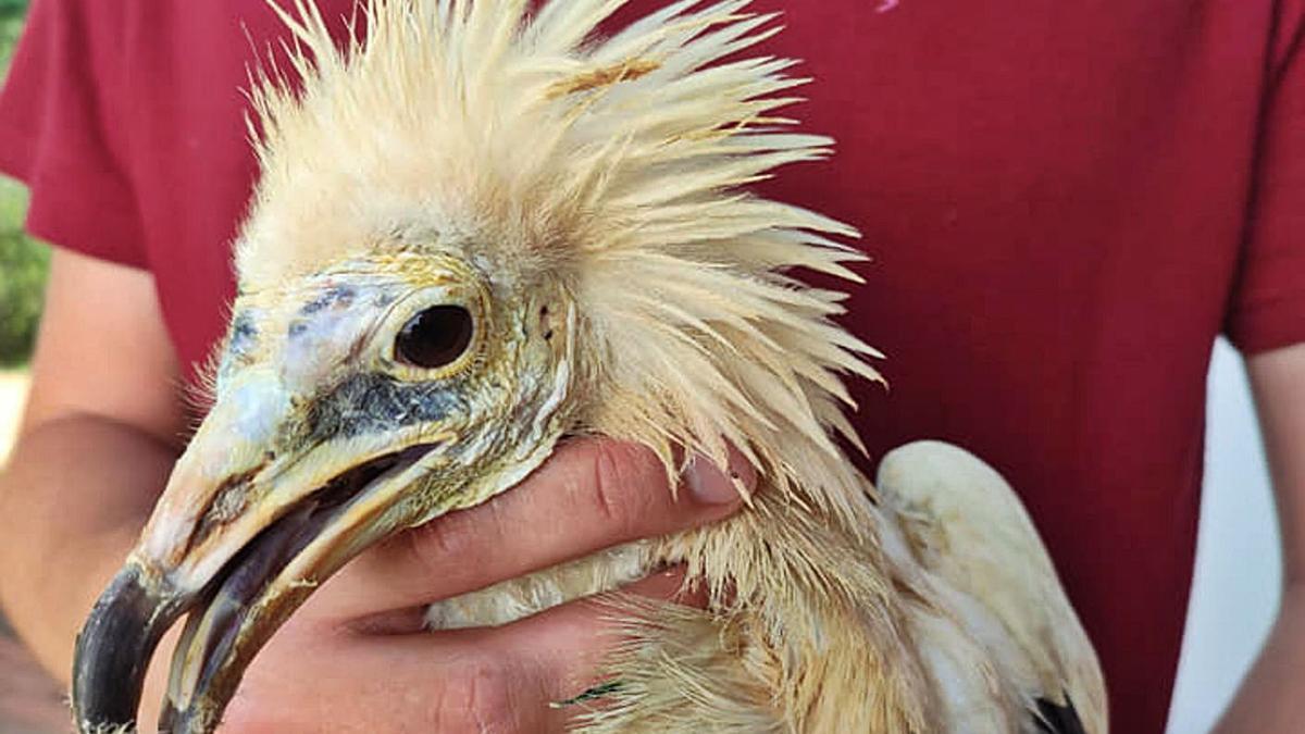 Un operario del hospital AMUS (Acción por el Mundo Salvaje) en el momento de la llegada del guirre a Extremadura.